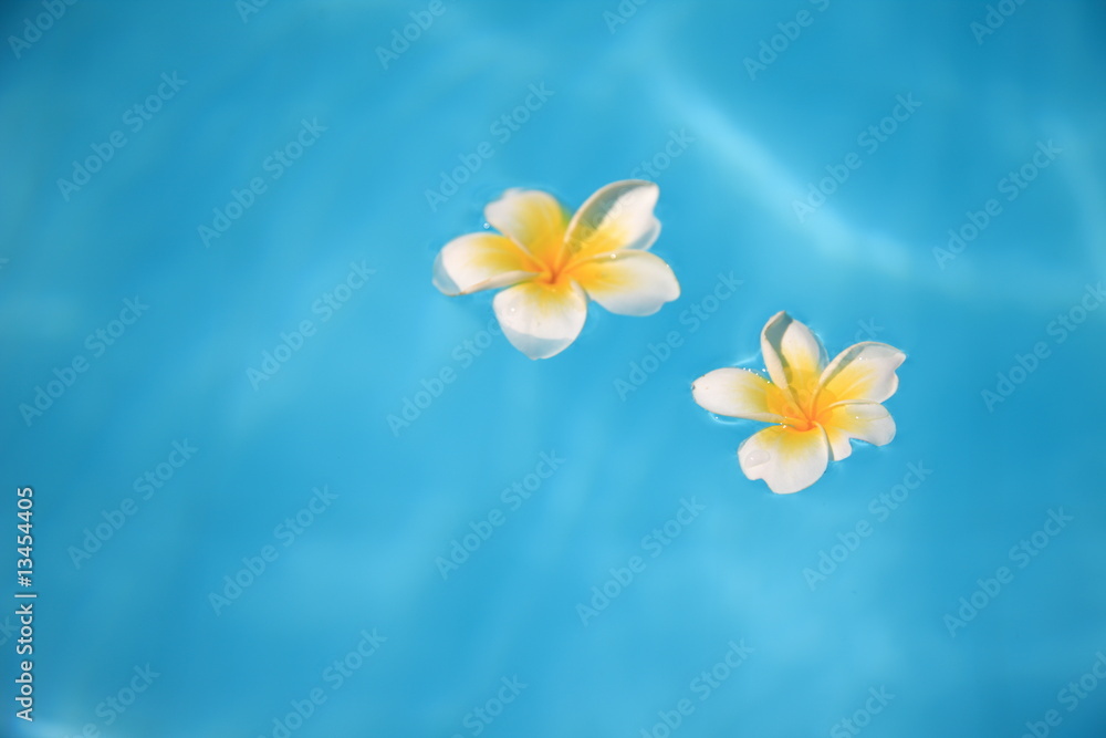 frangipani frangipani