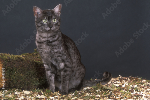 chat mau égyptien assis de face en studio à l'air mystère photo