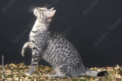 Fotografie chat mau égyptien en studio,lumière bleutée,patte levée,