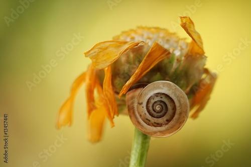 snail on a flower