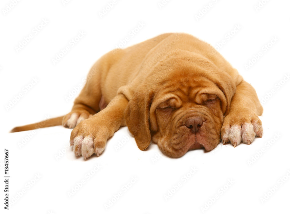 Puppy of breed a mastiff from Bordeaux. Puppy of breed a mastiff from Bordeaux.