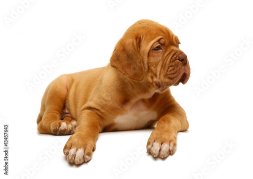 Lying puppy of breed a mastiff from Bordeaux. © Aychin Gasimov
