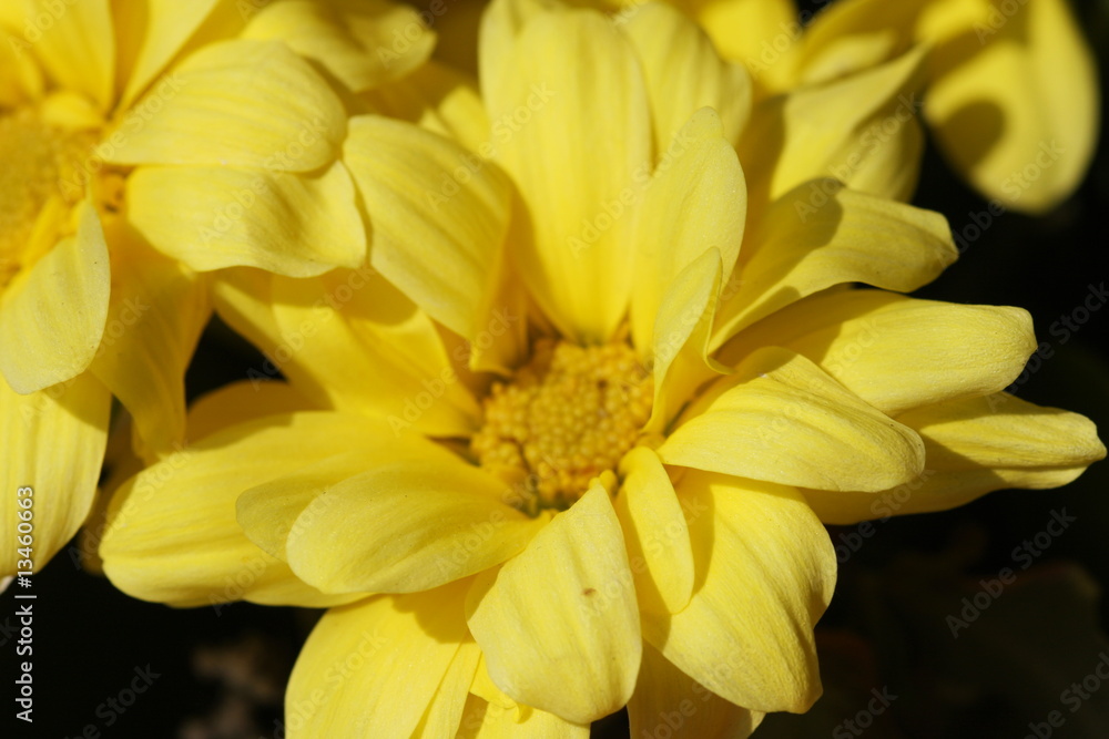 Fototapeta premium blume
