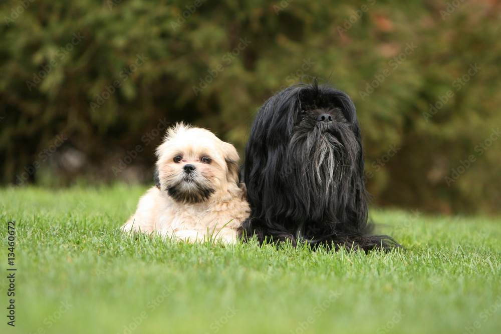 famille de lhassa apso couchés de face dans le jardin