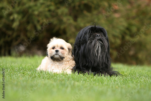 Obraz na płótnie famille de lhassa apso couchés de face dans le jardin w salonie