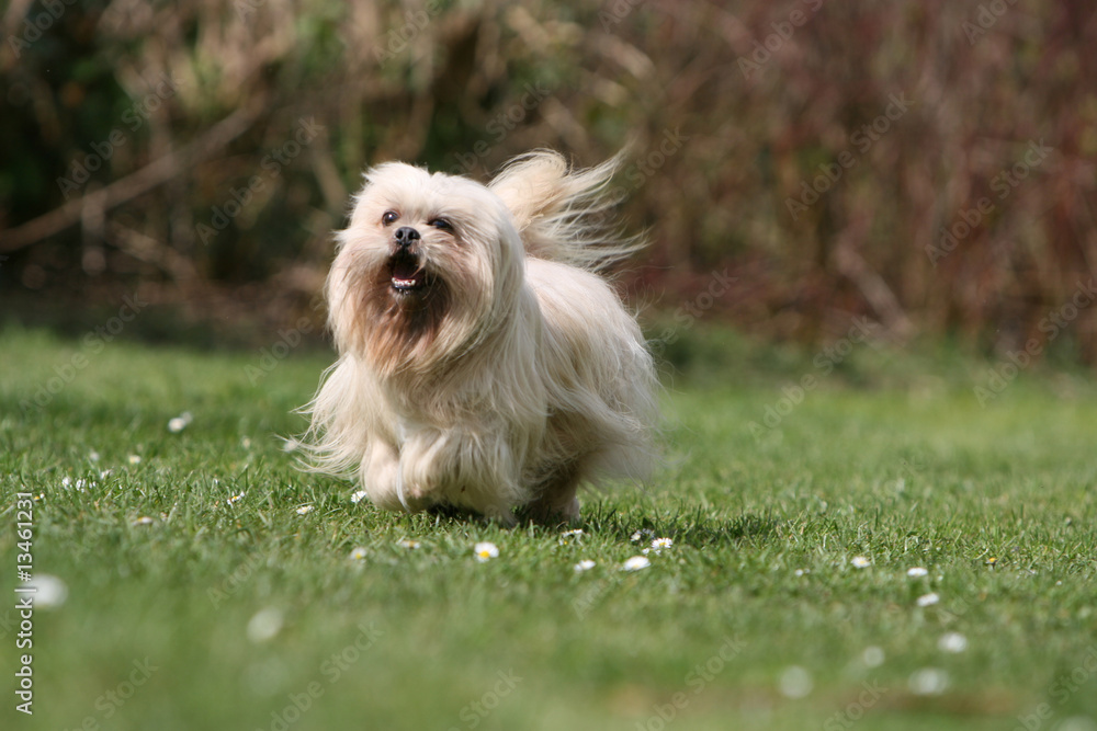 heureux lhassa apso courant dans le jardin de face