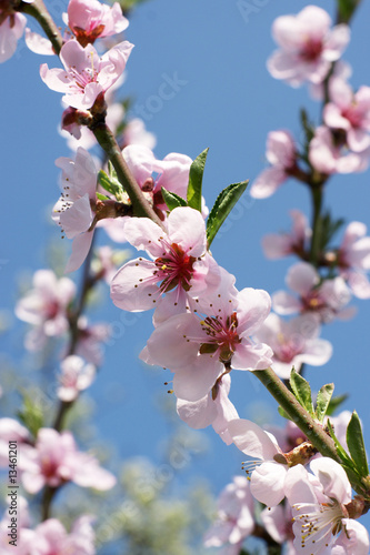 Obraz na plátně Blooming peach-tree