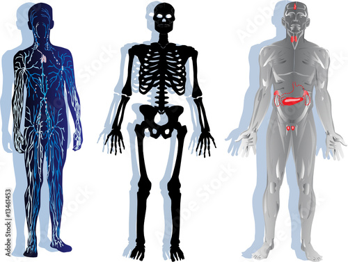 human skeleton, nervous and muscular system
