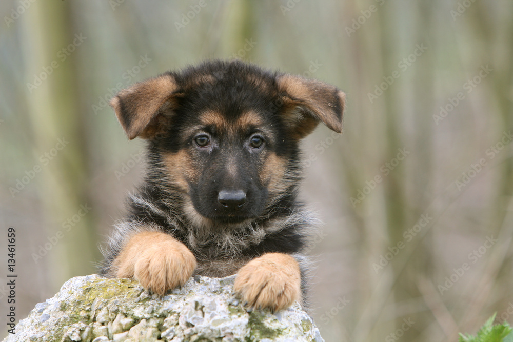 portrait craquant d'un chiot berger allemand de face portrait craquant d'un chiot berger allemand de face