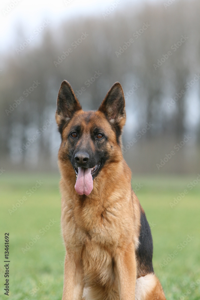 portrait d'un berger allemand assis de face et tirant la langue portrait d'un berger allemand assis de face et tirant la langue