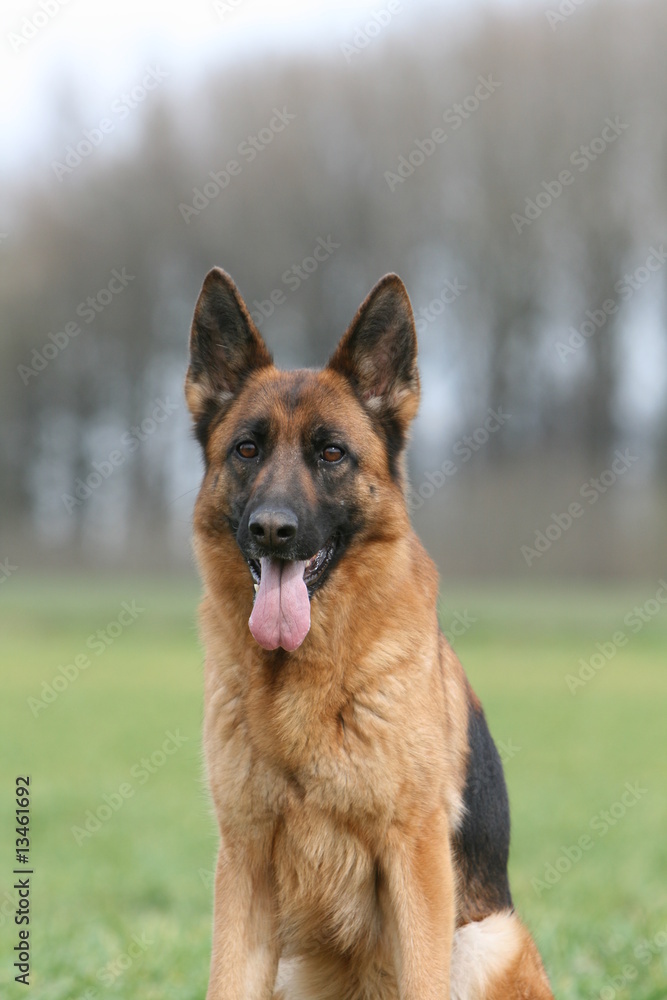 portrait d'un berger allemand assis de face et tirant la langue