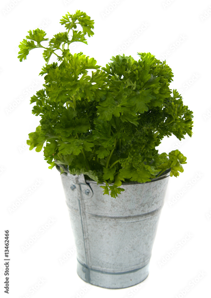 parsley in a bucket parsley in a bucket