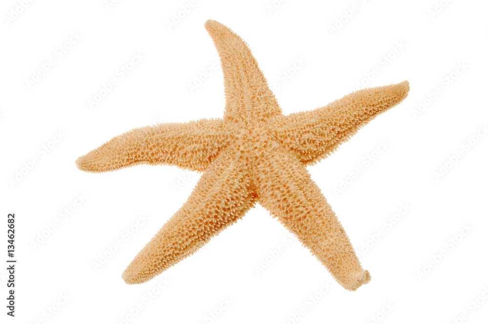 Starfish isolated on white background Starfish isolated on white background