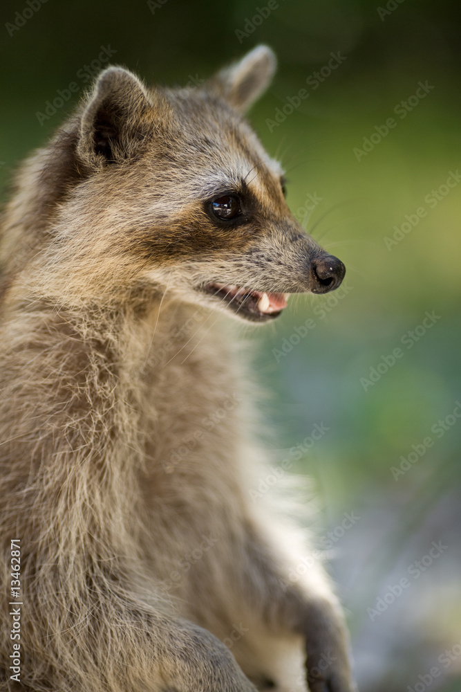 Fototapeta premium Wild racoon in Key West Florida USA