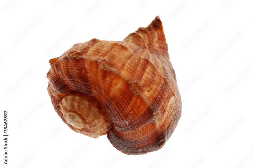 Seashell and starfish isolated on white background Seashell and starfish isolated on white background