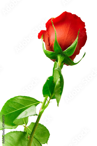 scarlet flowering rose