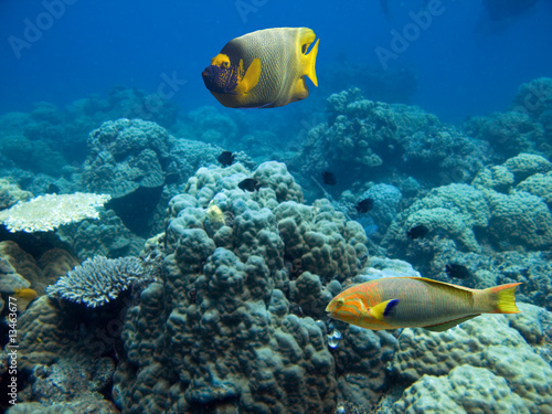 Reeffishes