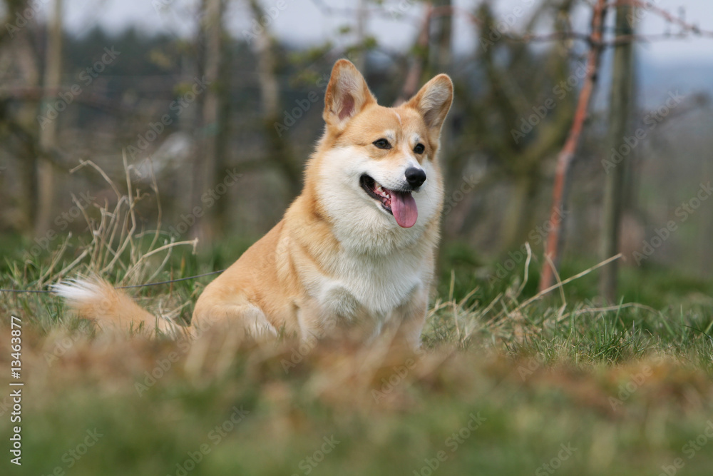 welsh corgi pembroke assis et tirant la langue welsh corgi pembroke assis et tirant la langue