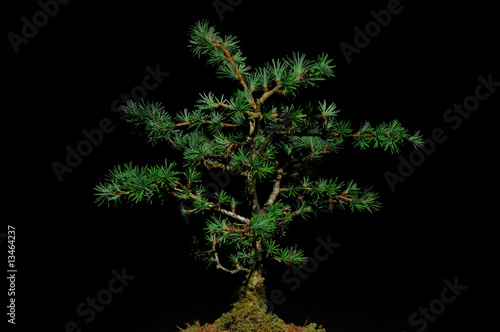 Young Pine Tree