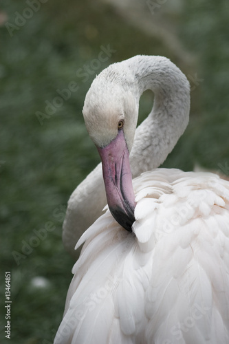 junger Flamingo