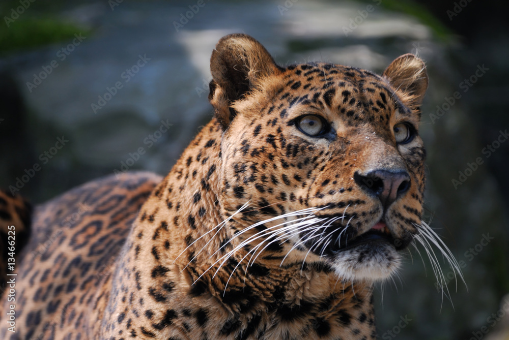 Naklejka premium beautiful leopard