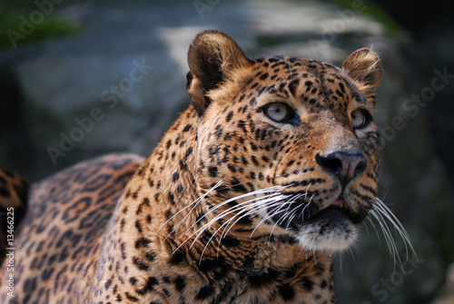 beautiful leopard