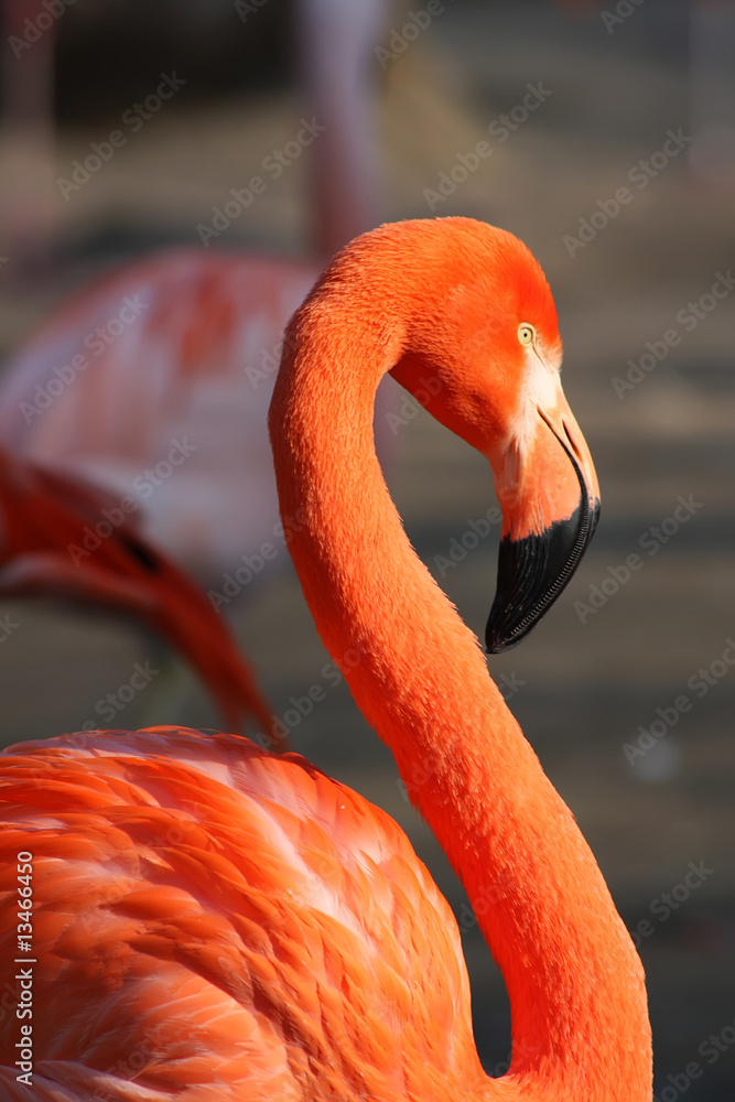 Fototapeta premium Chilean Flamingo (Phoenicopterus chilensis)