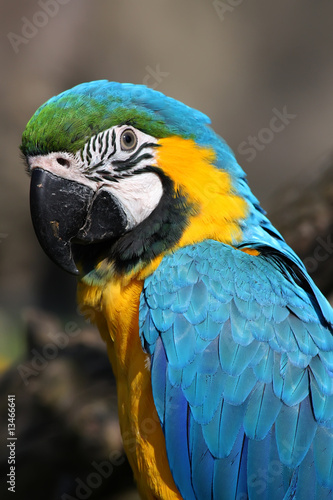 Blue and Yellow Macaw (Ara ararauna) © BGStock72