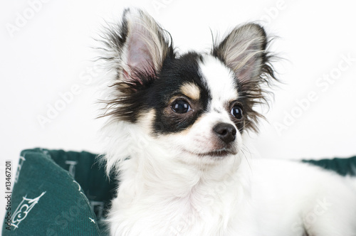 White and black laying Chihuahua