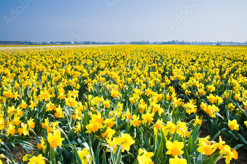 Foto Field with yellow daffodils in april