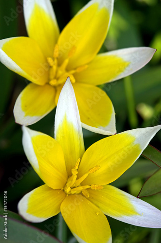 Fototapeta Naklejka Na Ścianę i Meble -  Wildtulpe Tulipa tarda