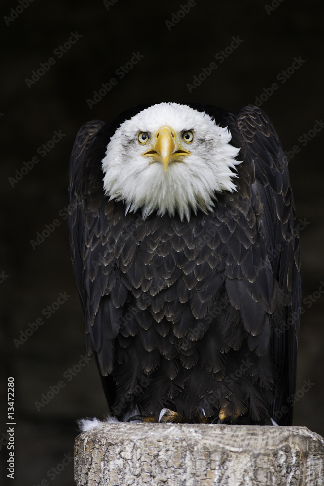 Obraz premium In seiner ganzen Pracht - Der Weißkopfseeadler