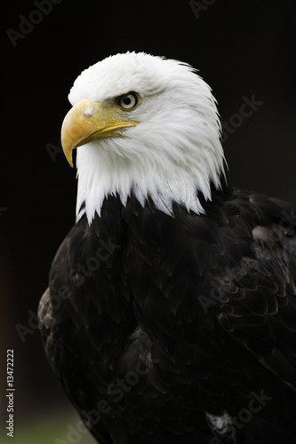 Blickfang - Der Weißkopfseeadler