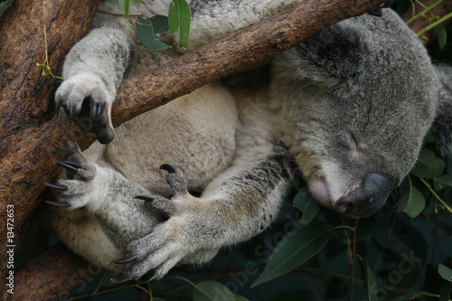 Photography Koala