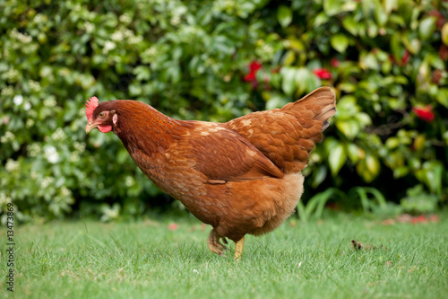 Chicken roaming around a garden