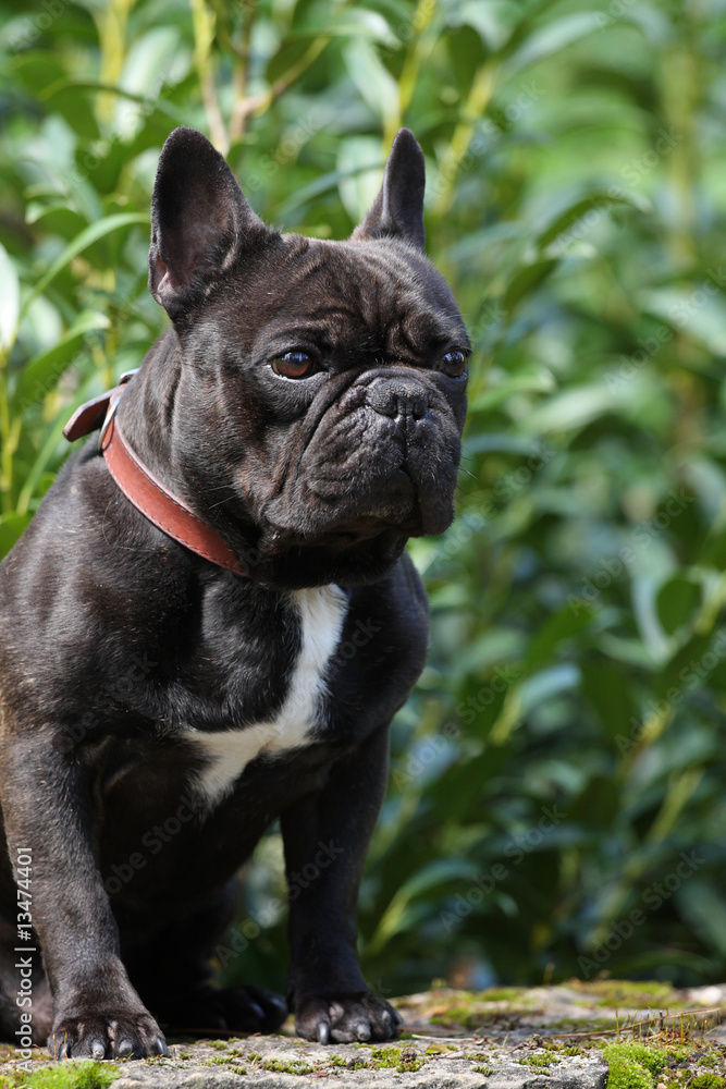 Fototapeta premium bouledogue francais bringé