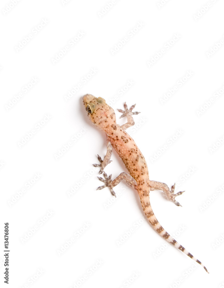 Naklejka premium Gecko