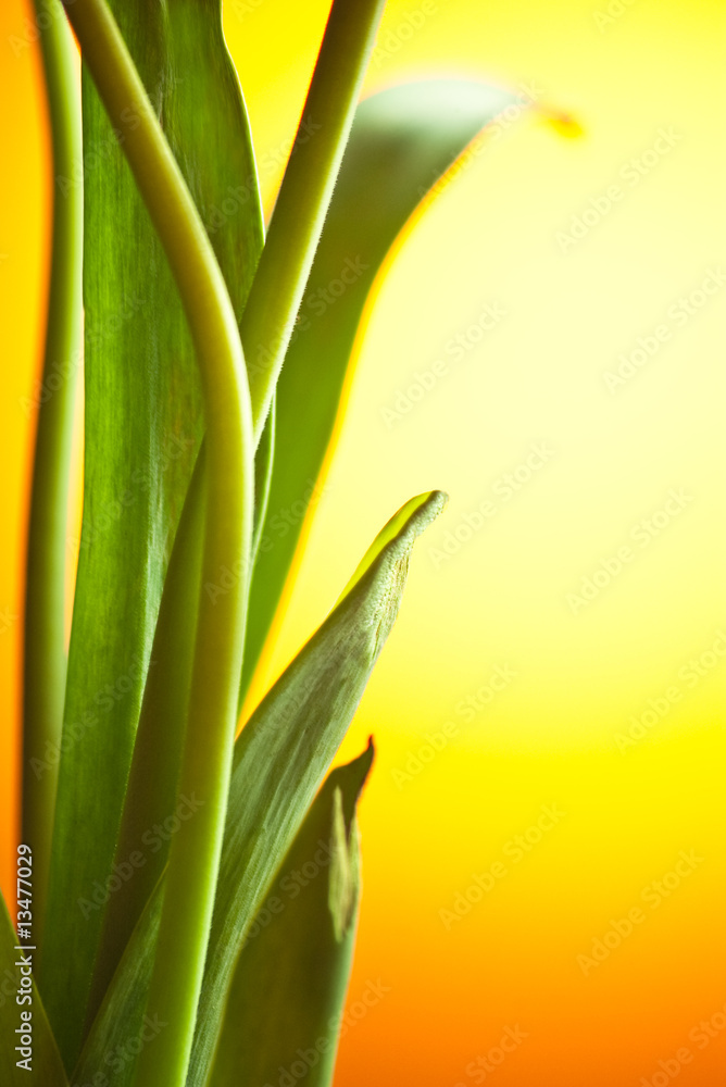 green leaves on sunset green leaves on sunset