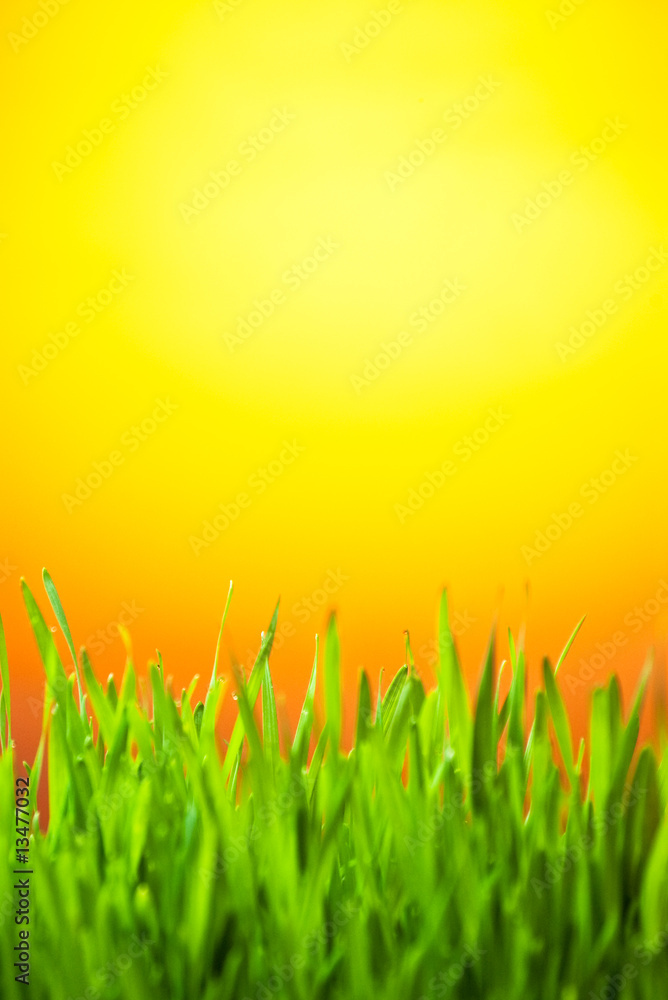 green grass on sunset