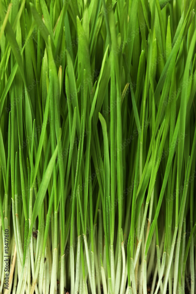 Grass Grass