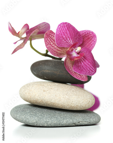 Orchid laying on stones
