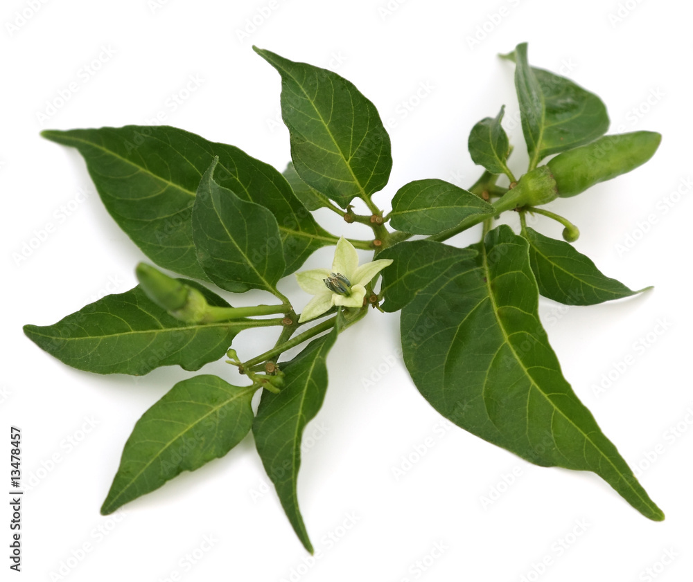 Obraz premium branche verte de piment