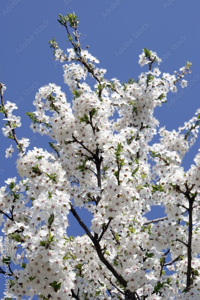 white flowers of fruit tree in april