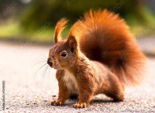 Tapety artystyczne Red squirrel - Eichhörnchen
