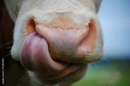 cow tonque © Rolandst