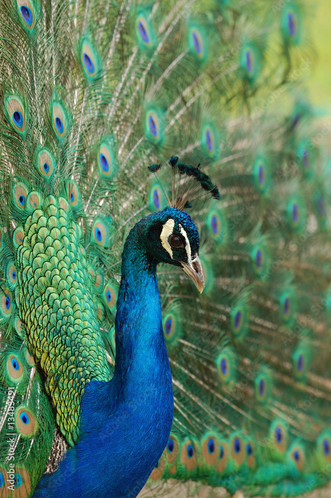 Obraz premium peacock 02