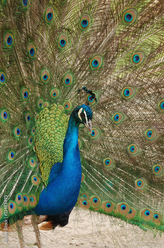 Fototapeta Naklejka Na Ścianę i Meble -  peacock