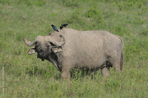 Cape Buffalo  Syncerus caffer  at Masai Mara  Kenya