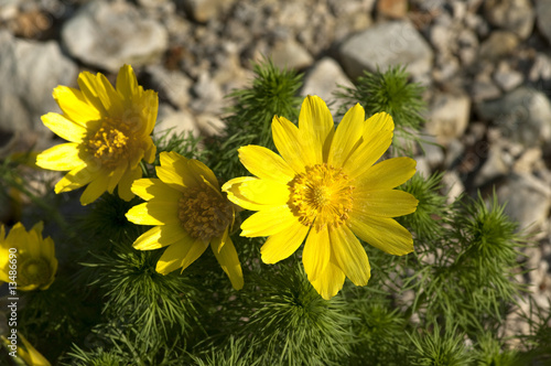 Photos Fruehlings-Adonisroeschen, Adonisroeschen, Adonis, Vernalis