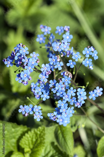 Kaukasusvergissmeinnicht, Brunnera macrophylla, photo